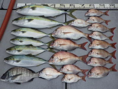 磯部釣船 直栄丸 釣果