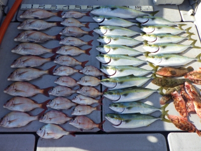 磯部釣船 直栄丸 釣果