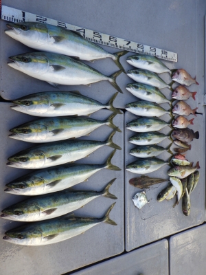 磯部釣船 直栄丸 釣果