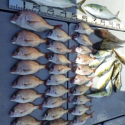 磯部釣船 直栄丸 釣果