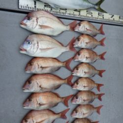 磯部釣船 直栄丸 釣果