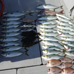 磯部釣船 直栄丸 釣果