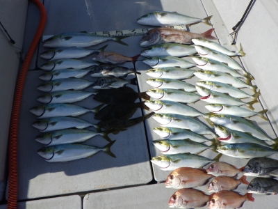 磯部釣船 直栄丸 釣果