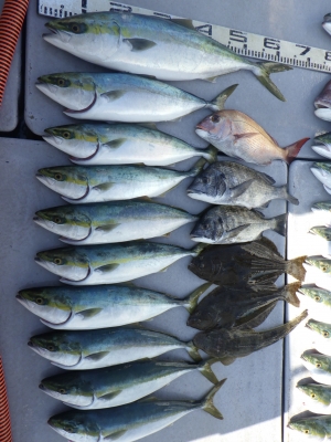 磯部釣船 直栄丸 釣果