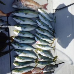 磯部釣船 直栄丸 釣果