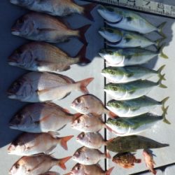 磯部釣船 直栄丸 釣果