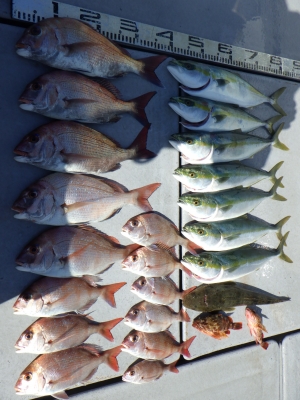 磯部釣船 直栄丸 釣果