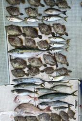 さぶろう丸 釣果