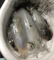 さぶろう丸 釣果