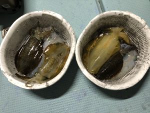 さぶろう丸 釣果