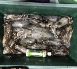 さぶろう丸 釣果