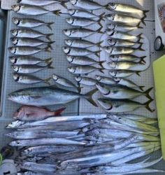 さぶろう丸 釣果