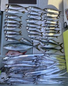 さぶろう丸 釣果