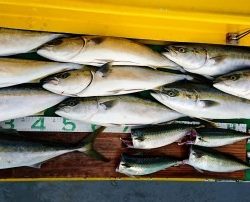 火遠理丸(ほおりまる) 釣果