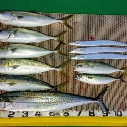 火遠理丸(ほおりまる) 釣果