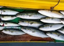 火遠理丸(ほおりまる) 釣果