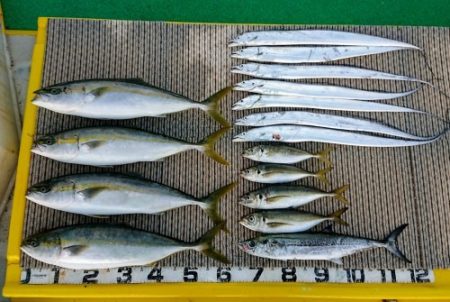 火遠理丸(ほおりまる) 釣果