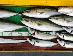 火遠理丸(ほおりまる) 釣果