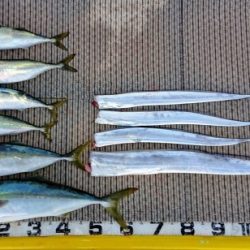 火遠理丸(ほおりまる) 釣果