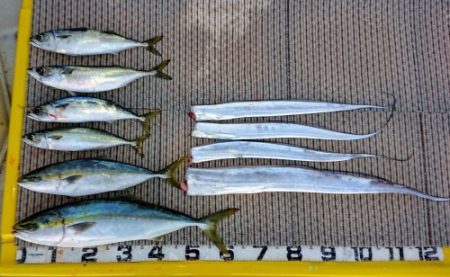 火遠理丸(ほおりまる) 釣果