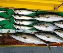 火遠理丸(ほおりまる) 釣果