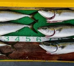 火遠理丸(ほおりまる) 釣果