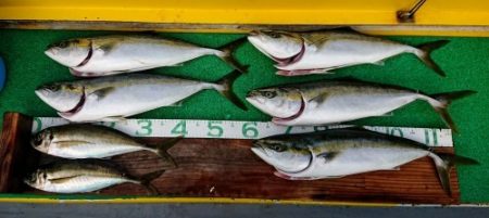 火遠理丸(ほおりまる) 釣果