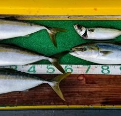 火遠理丸(ほおりまる) 釣果