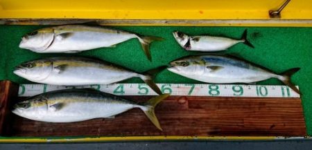 火遠理丸(ほおりまる) 釣果