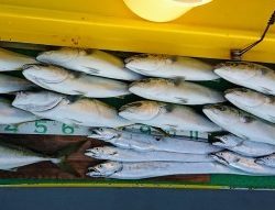 火遠理丸(ほおりまる) 釣果