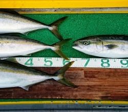 火遠理丸(ほおりまる) 釣果