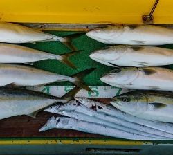 火遠理丸(ほおりまる) 釣果