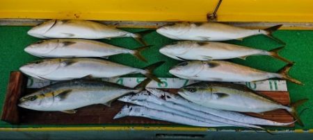 火遠理丸(ほおりまる) 釣果