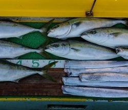 火遠理丸(ほおりまる) 釣果