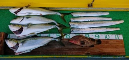 火遠理丸(ほおりまる) 釣果