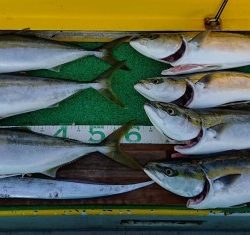 火遠理丸(ほおりまる) 釣果