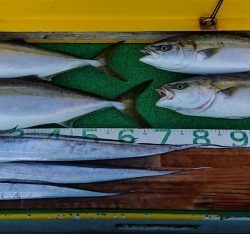 火遠理丸(ほおりまる) 釣果