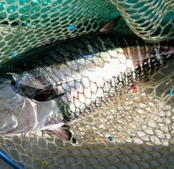 火遠理丸(ほおりまる) 釣果