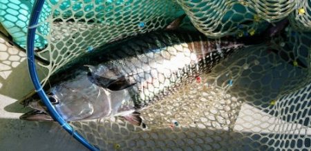 火遠理丸(ほおりまる) 釣果