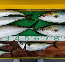 火遠理丸(ほおりまる) 釣果