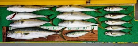 火遠理丸(ほおりまる) 釣果