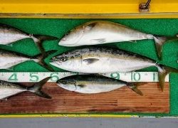 火遠理丸(ほおりまる) 釣果