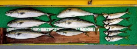 火遠理丸(ほおりまる) 釣果