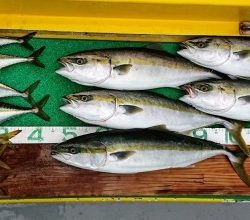 火遠理丸(ほおりまる) 釣果