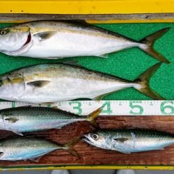 火遠理丸(ほおりまる) 釣果