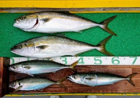 火遠理丸(ほおりまる) 釣果