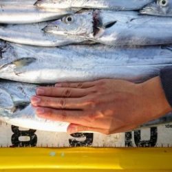 火遠理丸(ほおりまる) 釣果