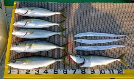 火遠理丸(ほおりまる) 釣果