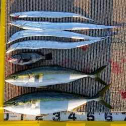 火遠理丸(ほおりまる) 釣果