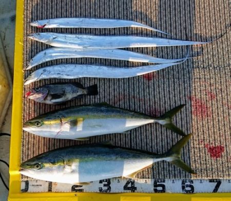 火遠理丸(ほおりまる) 釣果